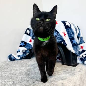 Lola -  Domestic Short Hair Cat for Adoption in Fort Wayne, Indiana - Lola | PetCurious