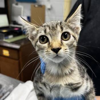 Mable -  Domestic Short Hair Cat for Adoption in Summerville, South Carolina - Mable | PetCurious