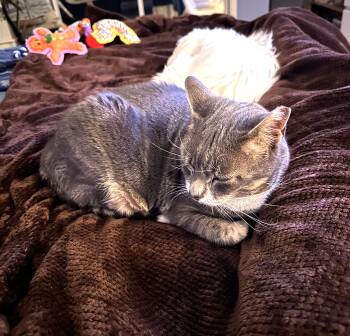 Domestic Short Hair Cats Available for Adoption in Wayne, New Jersey - Kaiya | PetCurious