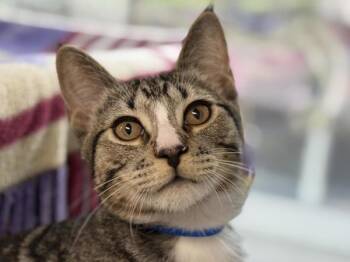 Ezra -  Domestic Short Hair Cat for Adoption in Portland, Oregon - Ezra | PetCurious