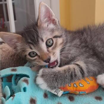 Domestic Short Hair Cats Available for Adoption in Newport News, Virginia - Grandy | PetCurious