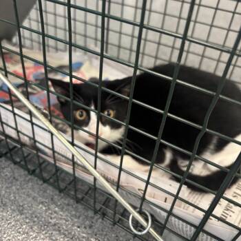Missy -  Domestic Short Hair Cat for Adoption in Montgomery, Alabama - Missy | PetCurious