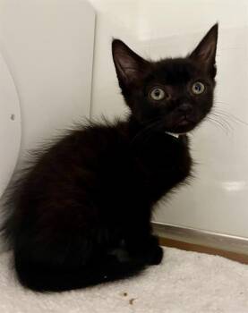 PARKER -  Domestic Short Hair Cat for Adoption in San Francisco, California - PARKER | PetCurious