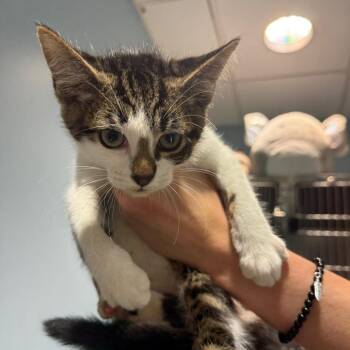 Liver -  Domestic Short Hair Cat for Adoption in Chattanooga, Tennessee - Liver | PetCurious