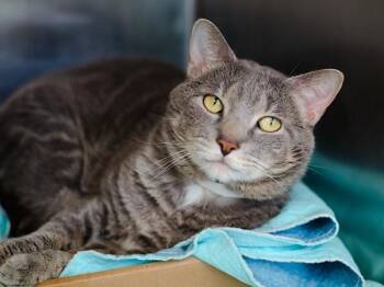 Vester -  Domestic Short Hair Cat for Adoption - Vester | PetCurious