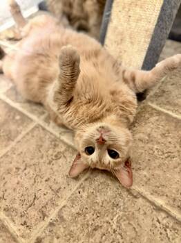 American Shorthair Cats Available for Adoption - Caramel | PetCurious