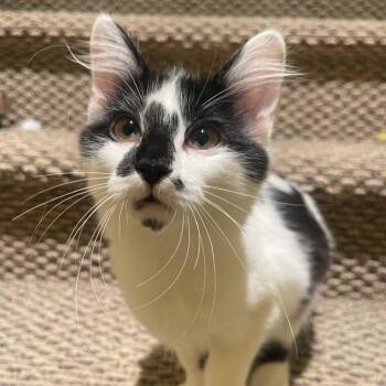 Frenchie -  Domestic Short Hair Cat for Adoption in Layton, Utah - Frenchie | PetCurious
