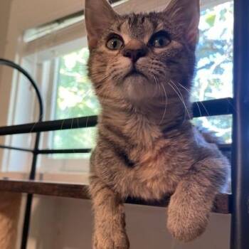 Cookie Dough -  Domestic Short Hair Cat for Adoption in Syracuse, New York - Cookie Dough | PetCurious