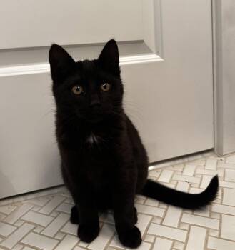 Domestic Short Hair Cats Available for Adoption in Herndon, Virginia - Pepperoni | PetCurious