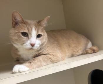 Rescue Domestic Short Hair Cats for Adoption in Chamblee, Georgia - Harper | PetCurious