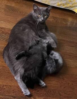 Domestic Short Hair Cats Available for Adoption in Cincinnati, Ohio - Postcard | PetCurious