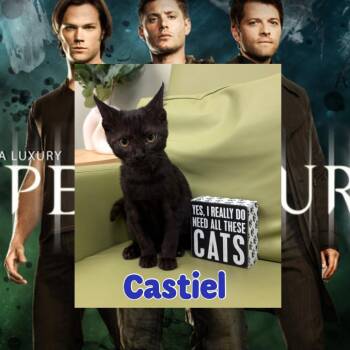 Castiel -  Domestic Short Hair Cat for Adoption in Royse City, Texas - Castiel | PetCurious