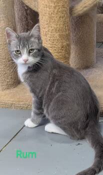 Rescue Domestic Short Hair Cats for Adoption in Fort Ripley, Minnesota - Rum | PetCurious