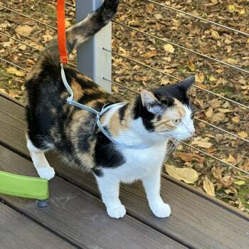Rescue Calico Cats for Adoption in Wyandotte, Michigan - Lotus *Good W Dogs* | PetCurious