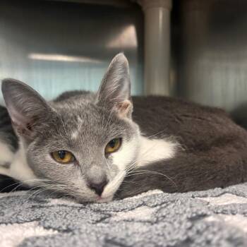 Domestic Short Hair Cats Available for Adoption in Belleville, Illinois - Finch - Petsmart Belleville | PetCurious