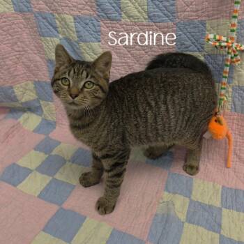 Sardine -  Domestic Short Hair Cat for Adoption in Parkersburg, West Virginia - Sardine | PetCurious