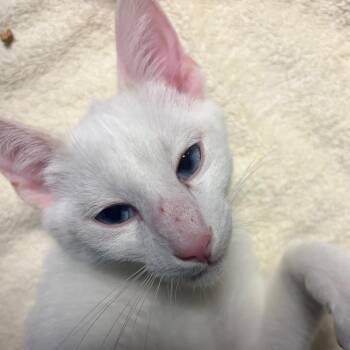 Roy -  Domestic Short Hair Cat for Adoption in Nashville, Tennessee - Roy | PetCurious