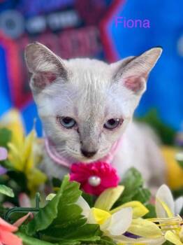 Rescue Siamese Cats for Adoption in Canyon Lake, Texas - Fiona | PetCurious