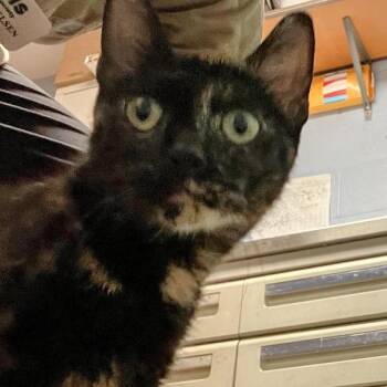 Gibbs -  Domestic Short Hair Cat for Adoption in Dekalb, Illinois - Gibbs | PetCurious