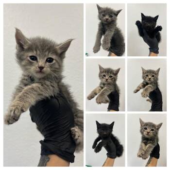 Domestic Medium Hair Cats Available for Adoption - Qatar Airways | PetCurious