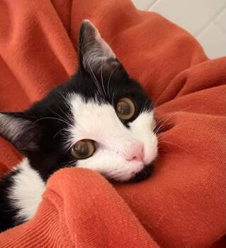 Benito -  Domestic Short Hair Cat Available for Adoption in Buford, Georgia - Benito | PetCurious