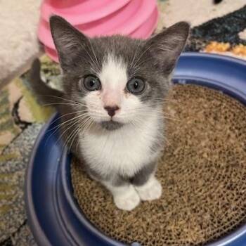 Domestic Short Hair and Russian Blue Cats Available for Adoption in UNIVERSITY PA, Maryland - Owl | PetCurious