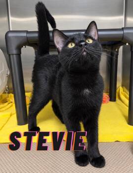Stevie -  Domestic Short Hair Cat for Adoption in Nevada, Iowa - Stevie | PetCurious