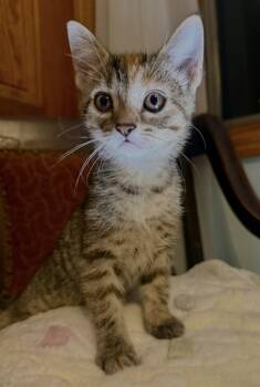 Rescue Domestic Short Hair Cats for Adoption in Stoughton, Wisconsin - Cheddar | PetCurious
