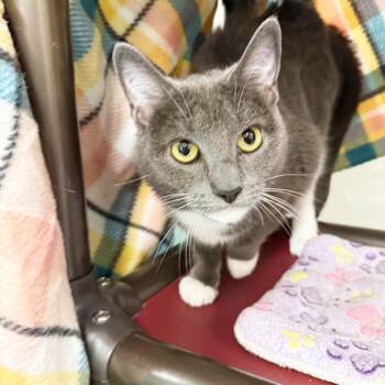 Domestic Short Hair Cats Available for Adoption in Oshkosh, Wisconsin - Mittens - Sweet Gentle Soul | PetCurious