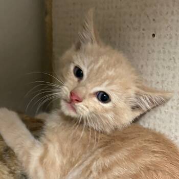 Rescue Domestic Short Hair Cats for Adoption in Yuma, Arizona - Tank | PetCurious