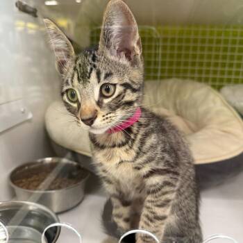 Pickle -  Domestic Short Hair Cat Available for Adoption in Tallahassee, Florida - Pickle | PetCurious