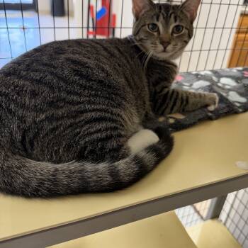 Socks -  Domestic Short Hair Cat for Adoption in Senatobia, Mississippi - Socks | PetCurious