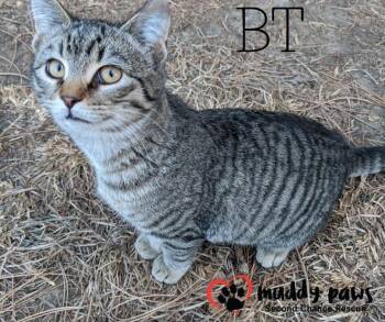 Rescue Domestic Short Hair Cats for Adoption in Council Bluffs, Iowa - Penny AKA BT | PetCurious