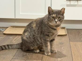Domestic Short Hair and Dilute Tortoiseshell Cats Available for Adoption in Powell, Ohio - Whitney | PetCurious