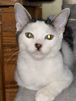 Rescue Domestic Short Hair Cats for Adoption in West Deptford, New Jersey - Lily | PetCurious