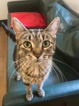 Phoebe -  Domestic Short Hair Cat for Adoption in Vashon, Washington - Phoebe | PetCurious