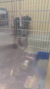 Dawn -  Domestic Short Hair Cat for Adoption in Parker, Colorado - Dawn | PetCurious