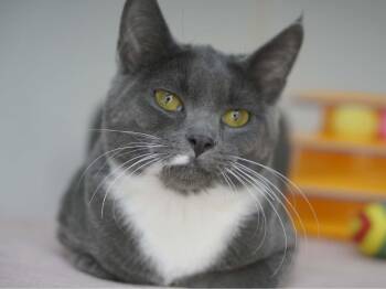 Willow -  Domestic Short Hair and Tuxedo Cat for Adoption in Republic, Washington - Willow | PetCurious