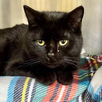 Domestic Short Hair Cats Available for Adoption in Walnut Creek, California - Misty Blue | PetCurious