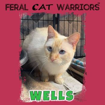 Rescue Domestic Short Hair Cats for Adoption in Kingman, Arizona - Wells | PetCurious