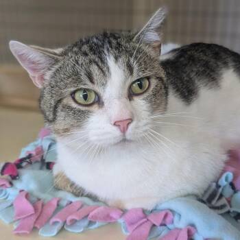 Domestic Short Hair Cats Available for Adoption - Tiger | PetCurious