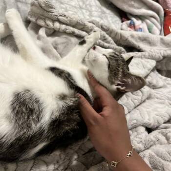 Domestic Short Hair Cats Available for Adoption - Moana | PetCurious