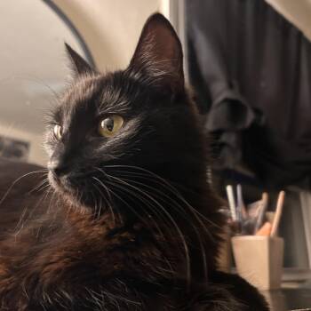 Sardine and Elvira -  Domestic Medium Hair Cat for Adoption in Manchester, Connecticut - Sardine And Elvira | PetCurious
