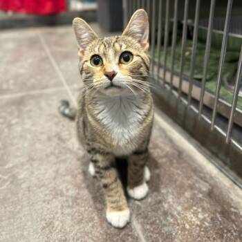 Domestic Short Hair Cats Available for Adoption in Matteson, Illinois - Meshach | PetCurious