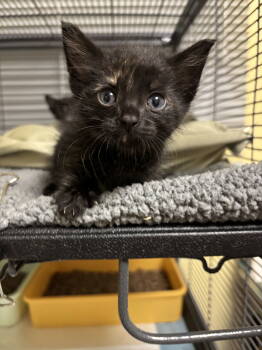 Rescue Domestic Short Hair Cats for Adoption in Trenton, New Jersey - Agatha O | PetCurious