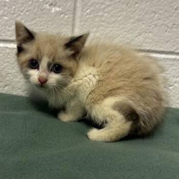 Sonata -  Domestic Short Hair and Mixed Breed Cat for Adoption in Spruce Pine, North Carolina - Sonata | PetCurious