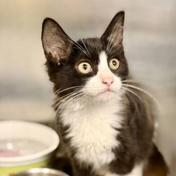Odysseus -  Domestic Medium Hair Cat for Adoption in Jackson Township, New Jersey - Odysseus | PetCurious