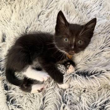 Kuzon -  Tuxedo and Domestic Short Hair Cat Available for Adoption in Mastic, New York - Kuzon | PetCurious