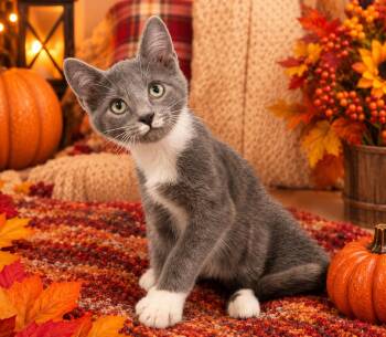 Gideon -  Domestic Short Hair Cat for Adoption in Seven Valleys, Pennsylvania - Gideon | PetCurious