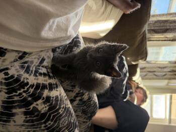 Rescue Domestic Short Hair Cats for Adoption in Saint Charles, Missouri - Aflac | PetCurious